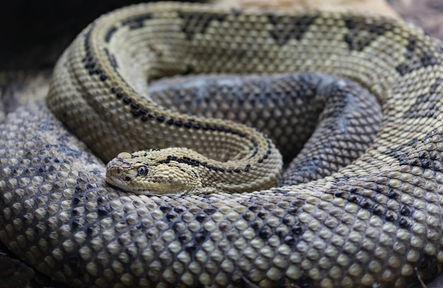 Noordwestelijke neotropische ratelslang