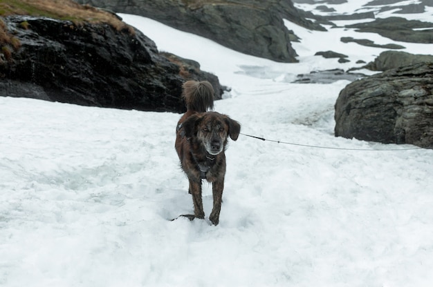 Noorse hond in de bergen