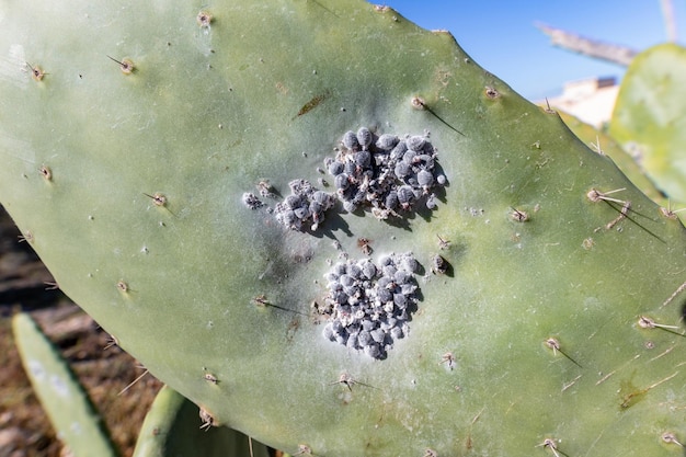 nopal leaf with cochineal insects, Fuerteventura