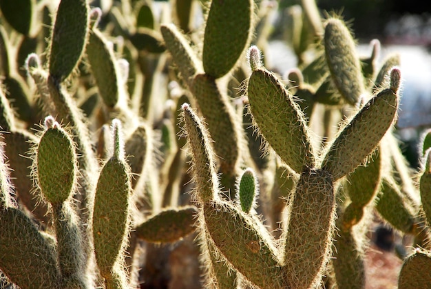 Photo nopales or cacti in their environment mexican nopal endemic plants nature