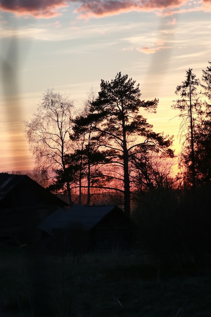 nordic sunset silhouette of branch