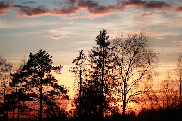枝の北欧の夕日のシルエット