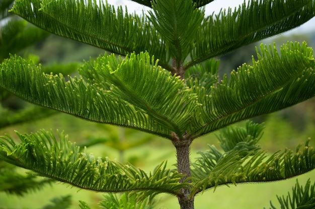 Norfolk Island pine Araucaria heterophylla green leaves background