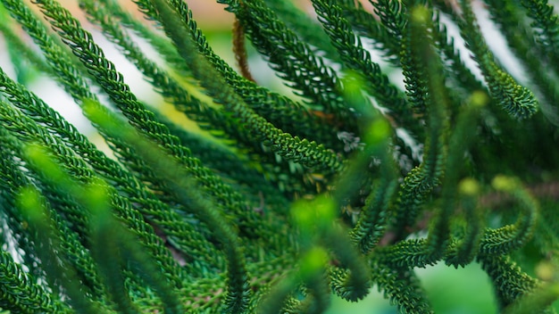 Photo norfolk island pine tree (soft focus)