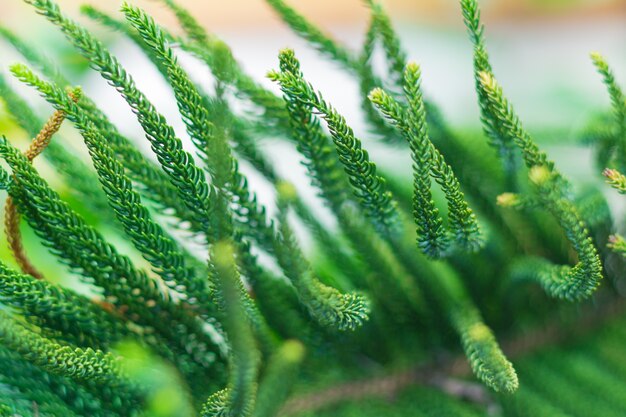  Norfolk Island Pine Tree (soft focus)