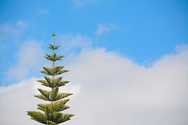 Norkfolk pine under a cloudy sky