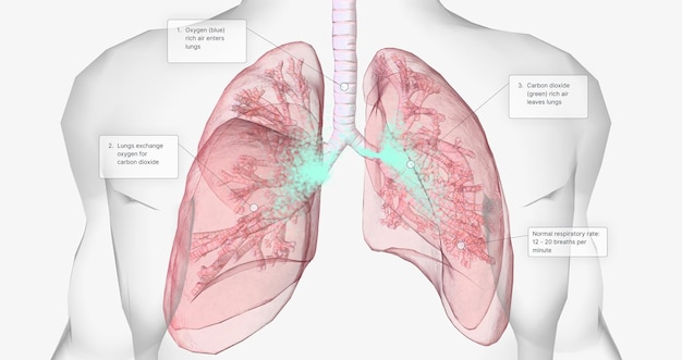 During normal breathing oxygen rich air enters through your nose or mouth and reaches the lungs through your airways