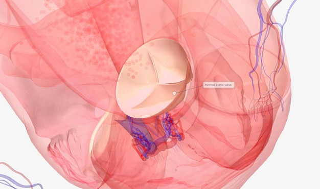 Foto normale aortaklepfunctie