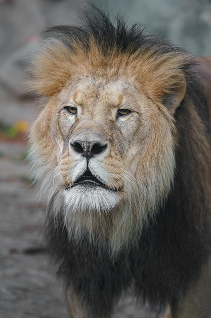 North African lion