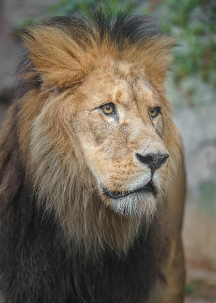 North African lion