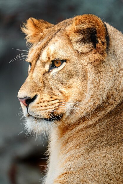 North African lion