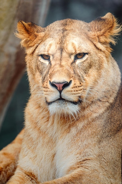 North African lion