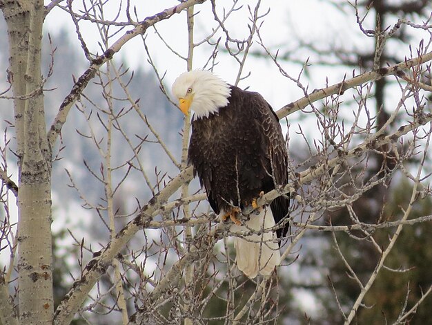 North american bald eagle