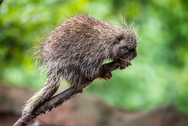 North American porcupine on a branch