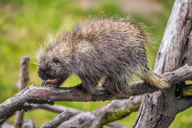 North American porcupine on a branch