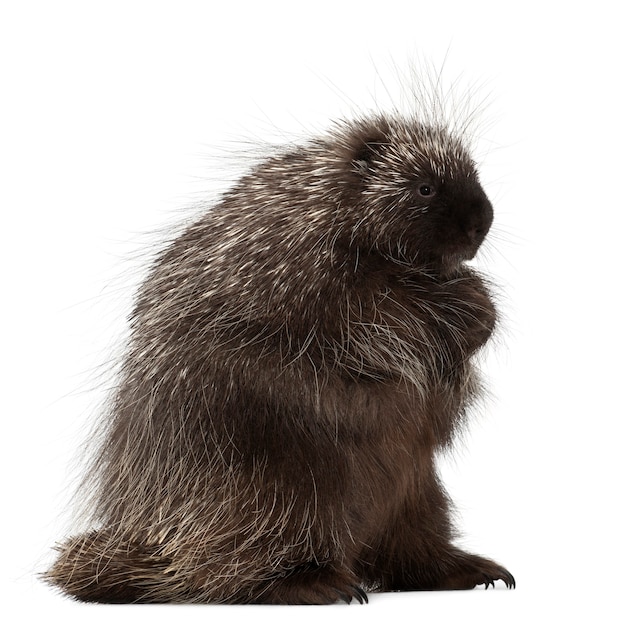 North American Porcupine, Erethizon dorsatum, also known as Canadian Porcupine or Common Porcupine against white background