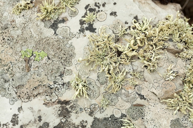 北植物園の背景