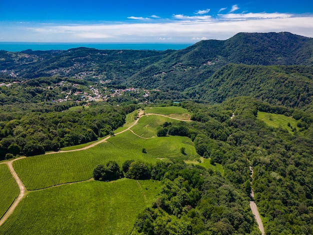 North Caucasus Tea plantation in Matsesta Aerial view Sochi Russia