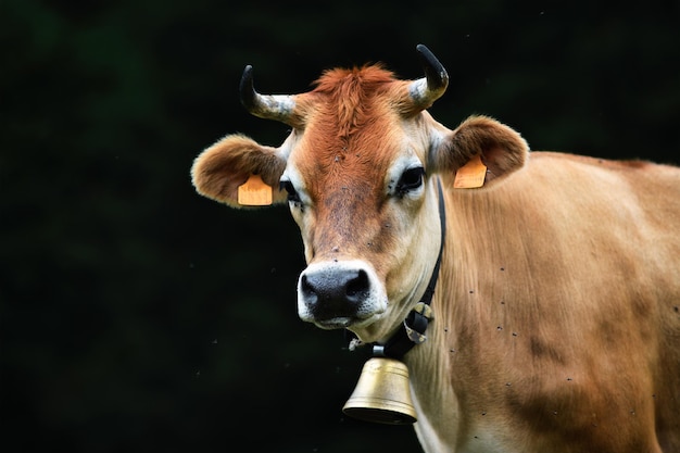 North Italian Alpine cow on black background