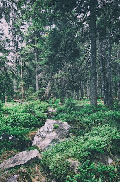 North scandinavian forest