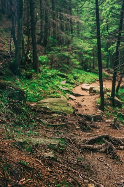 North scandinavian forest