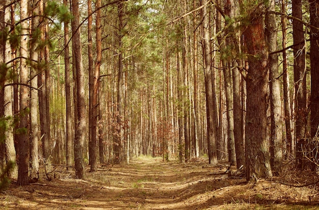 North scandinavian forest