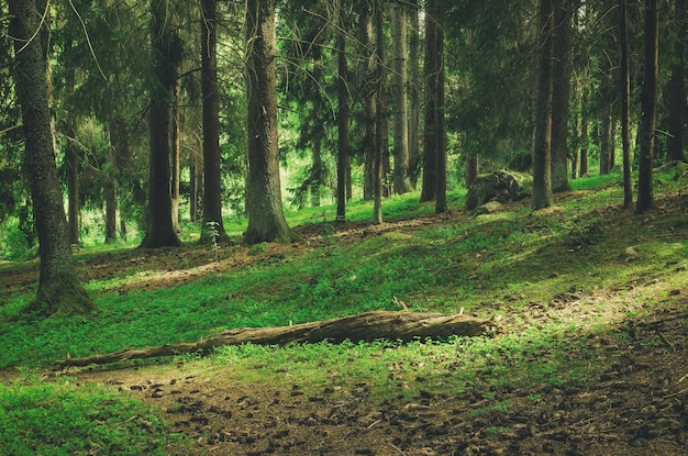 북부 스칸디나비아 소나무 숲 스웨덴 자연 여행 야외 빈티지 힙 스터 배경