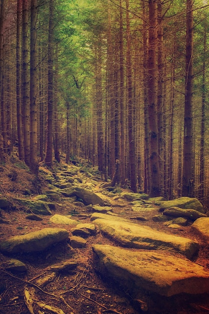 North scandinavian pine forest with path and stones, Sweden natural travel outdoors background