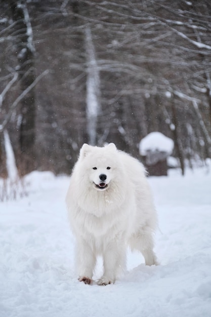 Северная аборигенная порода - крупный хаски. портрет чистокровной собаки в  полный рост. | Премиум Фото