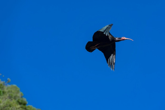 Northern bald ibis Geronticus eremita Cadiz Spain