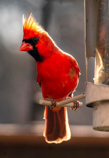 Northern cardinal perched on a bird feeder