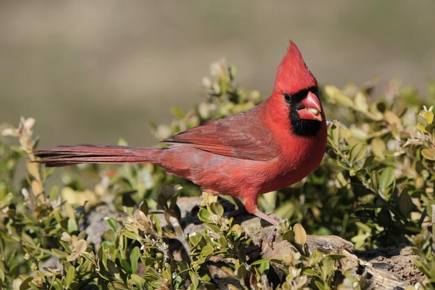 Photo northern cardinal