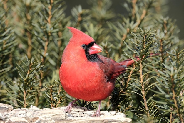 Photo northern cardinal