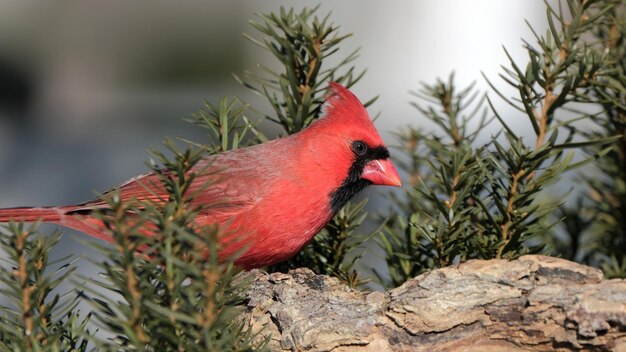 Photo northern cardinal