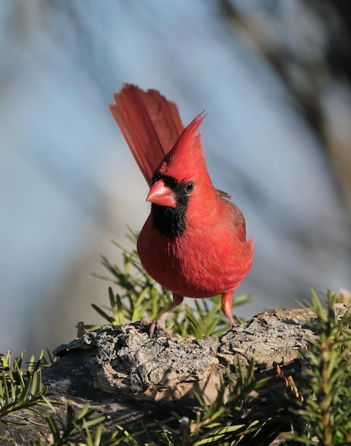 Foto cardinale settentrionale