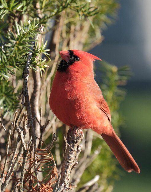 Foto cardinale settentrionale