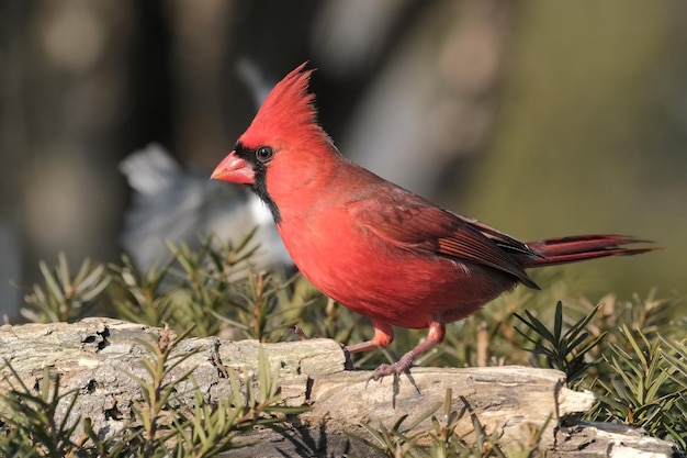 Photo northern cardinal