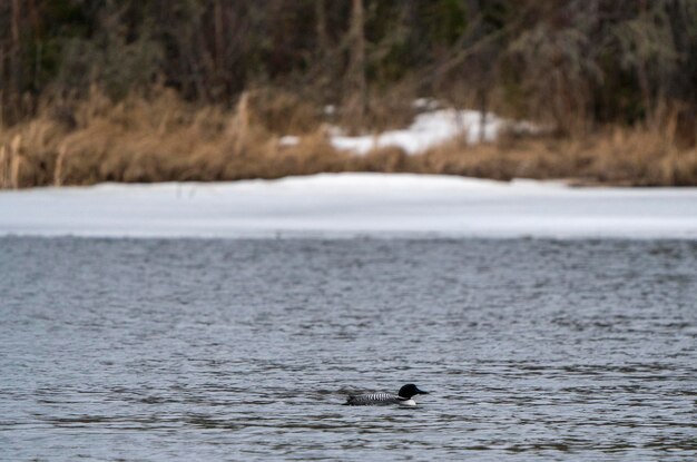 Photo northern common loon