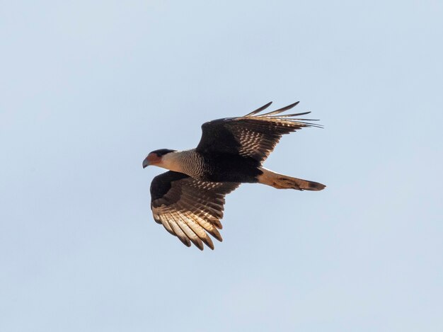 Photo the northern crested caracara caracara cheriway