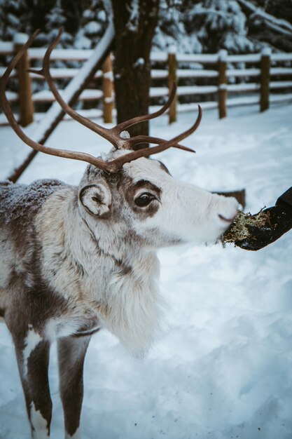 Northern deer eats from the hand