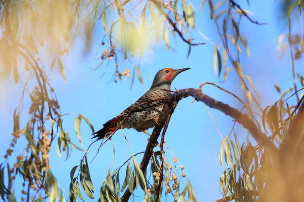 Northern Flicker Bird in Russian Olive Tree