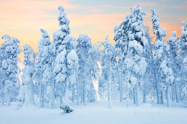 Northern Forest after blizzard frozen trees and a lot of snow Winter Landscape