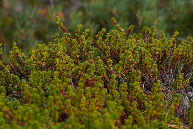 Photo northern forest beautiful amazing nature