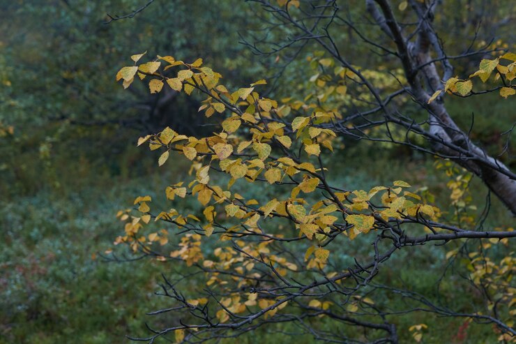 Северный лес красивая удивительная природа