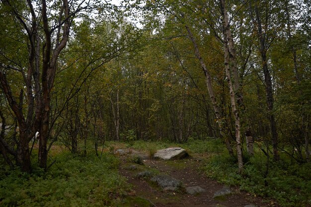 Northern forest beautiful amazing nature