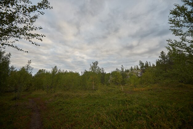 Northern forest beautiful amazing nature