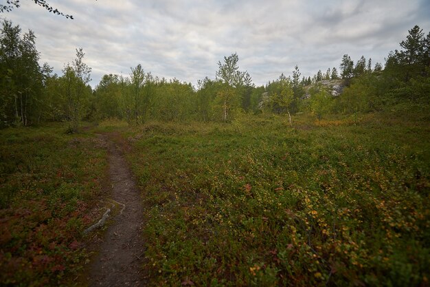 Northern forest beautiful amazing nature