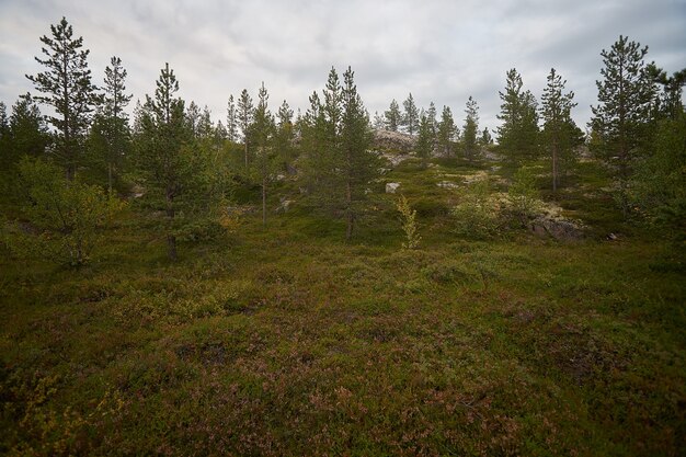 Northern forest beautiful amazing nature