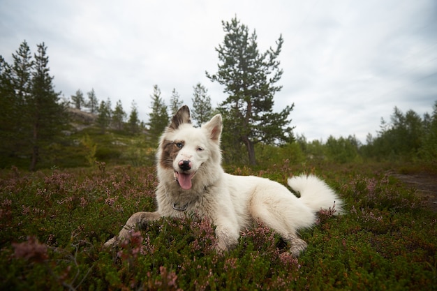 Northern forest beautiful amazing nature