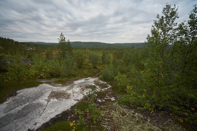 Northern forest beautiful amazing nature